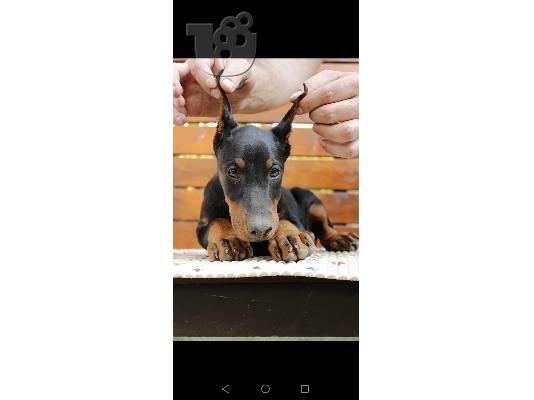 Doberman